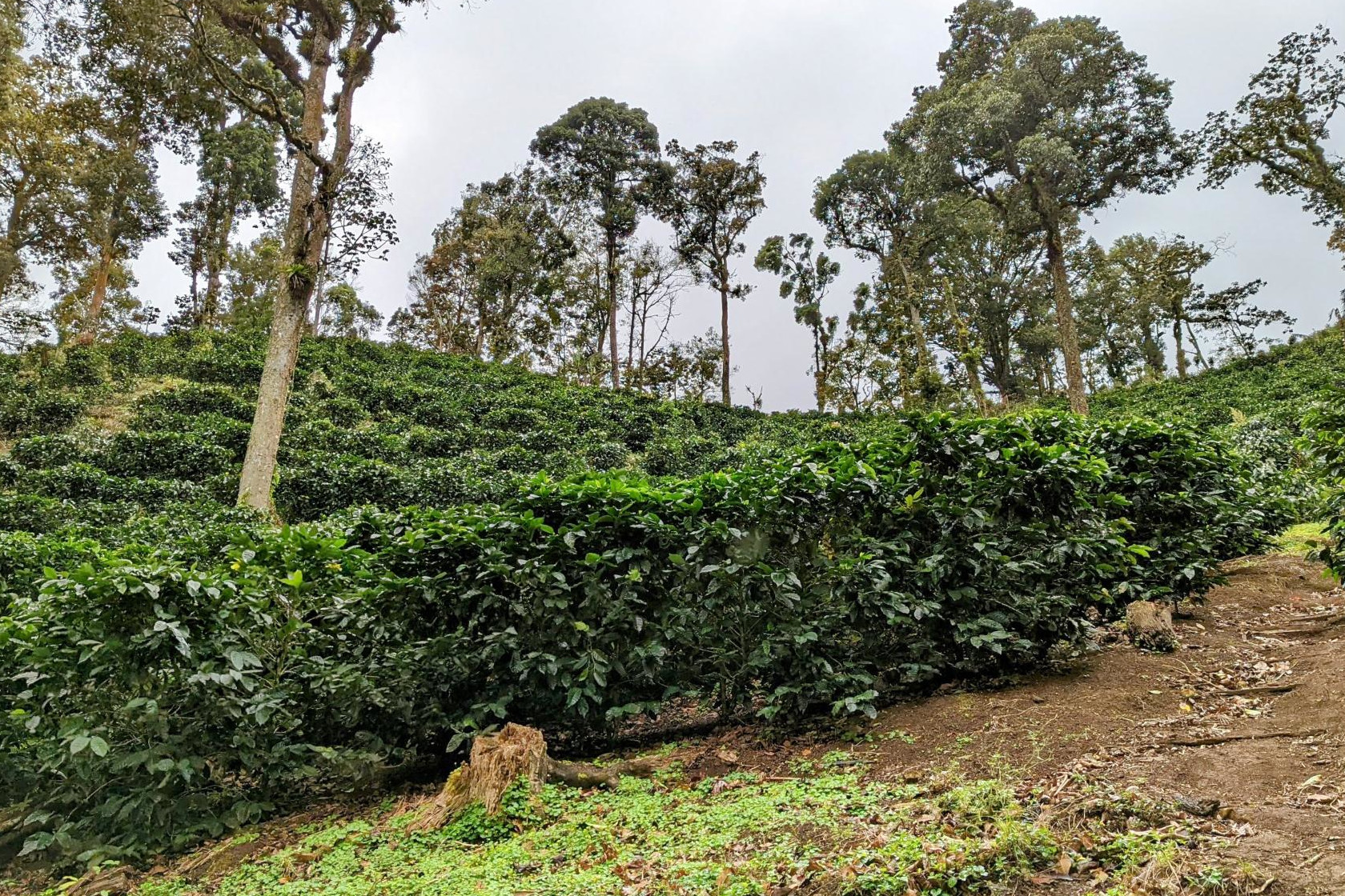 Nicaragua Maragogype