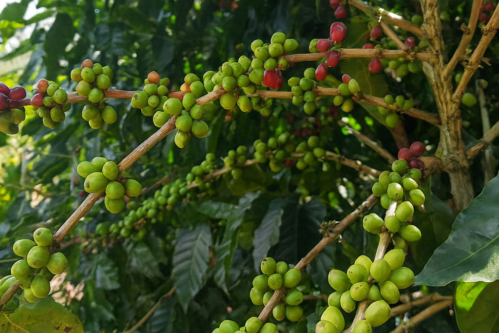 Nicaragua San Pedro Nicaragua San Pedro